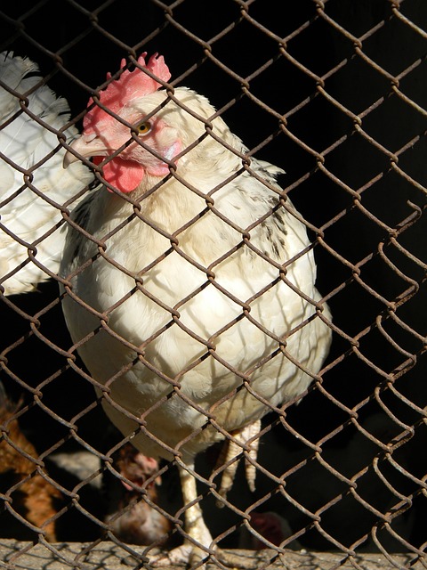 瑞士公开赛：国羽四冠两亚收官 翁泓阳陈雨菲登顶.